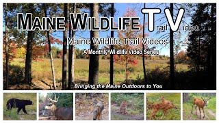 Maine Wildlife Trail Video  October 2024 [upl. by Milde611]