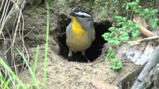 Spotted Pardalote preparing a burrownest for spring [upl. by Heddie]