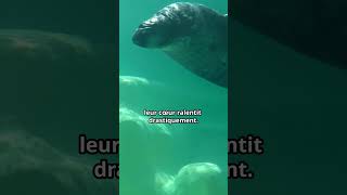 🦭 Le Phoque  Maître des Profondeurs 🦭 animaux phoque [upl. by Lechar]