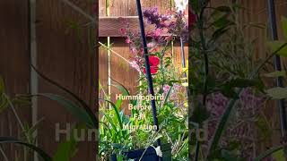 hummingbird fall migration garden gardening nature bird hummingbirds [upl. by Guthrey]