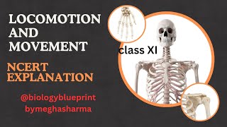 Locomotion and movement class 11 NCERT  Biology Lecture Meghasharmabiology [upl. by Nlycaj]