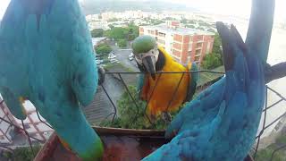 Pichones Guacamayos azules y amarillos Espectáculo de colores en el bebedero Aves en mi balcón [upl. by Nobie]