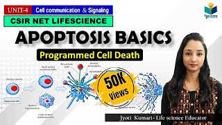 APOPTOSIS Part1 Programmed Cell Death  CSIR NET  GATE  MSc  BSc [upl. by Lurie]