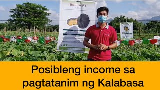 Magkano ang pwedeng maging income sa Pagtatanim ng Kalabasa na tulad ng Sophia Alamin kay Sir Rene [upl. by Tchao]