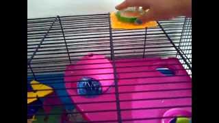 Savic Hamster Heaven Metro Cage Review [upl. by Bakerman]