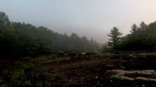 Adirondack Wilderness Ranch   MOUNTAIN  PASTURE [upl. by Felicdad707]