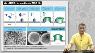 114 EL SISTEMA DE COMPLEMENTO Y SUS RECEPTORES [upl. by Latsirk]