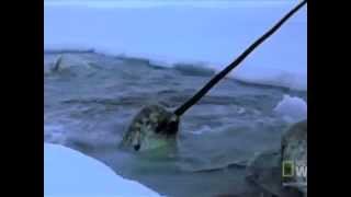 Narwhals The Journey of an Arctic Whale [upl. by Scharf]