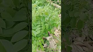 GAMALDAUN KELOR Gliricidia Sepium TanamanObat Herbal Kesehatan Indonesia Top Trending [upl. by Edgard288]