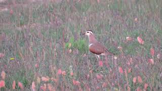 Charadrius morinellus [upl. by Eitak521]