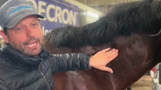 Lines on your horses neck How to check and fix [upl. by Ellenrad]