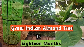 Grow Indian Almond Tree in 18 Months II Fast Growing Trees [upl. by Tay700]