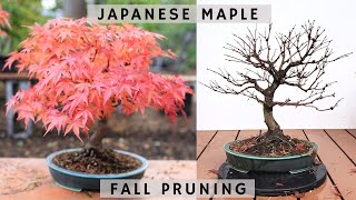 Japanese Maple Bonsai  Fall Pruning No2 [upl. by Anthia]