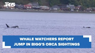 Whale watchers report increase in Biggs orca sightings [upl. by Wystand69]