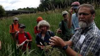 How to Identify Scirpus microcarpus [upl. by Dincolo562]