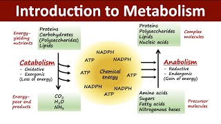 Introduction to Metabolism  Catabolism Vs Anabolism  Biochemistry [upl. by Dachia]