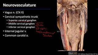 Larynx Pharynx and CST  Neurovasculature [upl. by Aleuname]