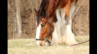 Oliver’s LIVE Birthday Party  Rescued Clydesdales Turns 3 [upl. by Ybhsa]