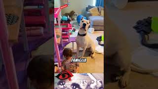 LE 3 RAZZE DI CANI CON IL MORSO PIU POTENTE 🐾🐕‍🦺🫵 shortvideo animali cani morso potente dogo [upl. by Sheffy]