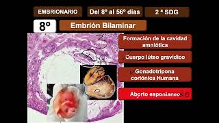 Primera parte del Periodo Embrionario [upl. by Gavrah]