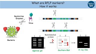 RFLP marker [upl. by Ythomit]