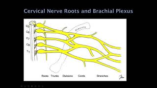 1 Quick Reviews Neurology Localization [upl. by Wentworth]