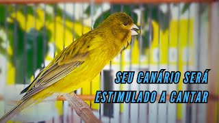 Canção de Canário Belga para Treinar Canários Jovens e Silenciosos a Cantar Diretamente 25 [upl. by Ennybor508]