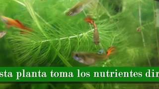 PLANTA OXIGENADORA PARA ACUARIO – FACIL DE MANTENER [upl. by Stevena]