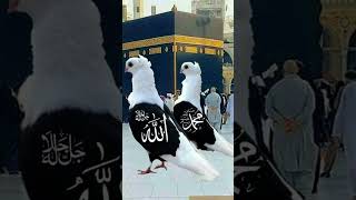 Naat Mubarak sharif beautiful voice Islamic shortvideo [upl. by Nnylecoj]