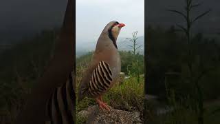 Pahati chakor ki awaz soreli virlvideo shortvideo [upl. by Emee977]