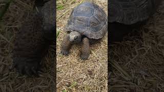 Aldabra tortoise ðŸ¢ [upl. by Ettenyl]