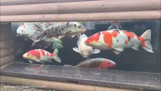 Customers Koi Pond Viewing Window October 2017 [upl. by Jt]