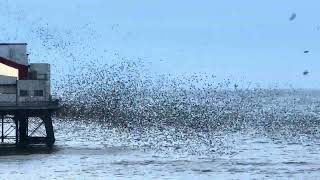 ❗️Best ever murmuration of starlings❗️ [upl. by Asirehc]