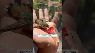 This man saved a hummingbird from heatstroke and then this happened animalshorts [upl. by Nabalas339]