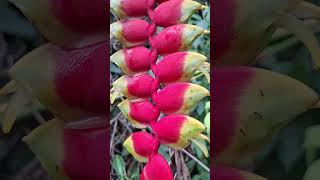 Floracion de heliconia Rostrata [upl. by Ssur]