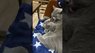 British shorthair cats grooming [upl. by Huber]