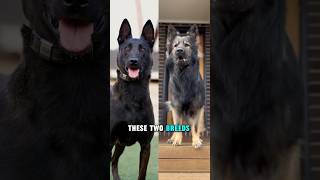 Belgian Malinois vs German shepherd dog belgianmalinois germanshepherd [upl. by Yhtuv]