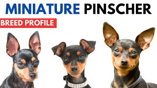 Miniature Pinscher Breed Profile History  Price  Traits  Mini Pin Grooming Needs  Lifespan [upl. by Evie]