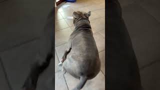 Che monellooo😤🤬 anche i vostri sono cosi 😵🫨 dog americanbully funny love funnyvideo [upl. by Ayote]