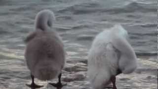 Swan with baby swans cygnets at Lake Garda Italy [upl. by Luo495]