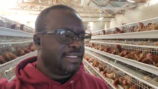 2500 layers farm battery Cage system for poultry business [upl. by Drofiar]