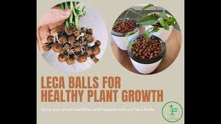 Expanded Clay Pellets Hydroton Growing Guide [upl. by Nnylaf]