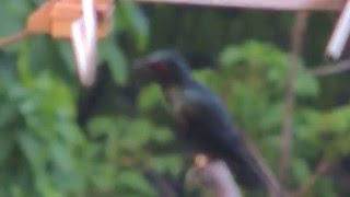 Asian Glossy Starling  Bird Sound [upl. by Watkins992]