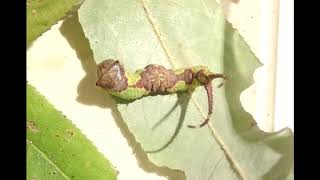 White Furcula Moth Furcula borealis caterpillar [upl. by Idalla]