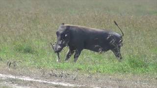 Warthog attacks newborn gazelle fawn [upl. by Saw123]