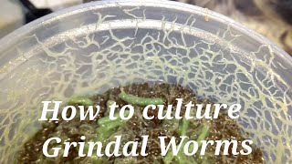 How to culture Grindal worms in Hindi with english subtitles [upl. by Manouch]