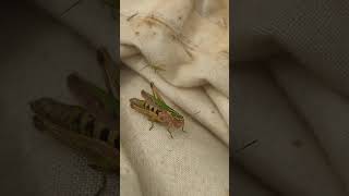 A rather spiffing female Common Green Grasshopper Omocestus viridulus [upl. by Nevart]