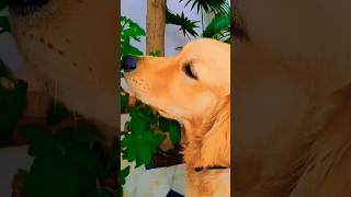 Buddy 🐶🥰doglover shortvideos [upl. by Lita]