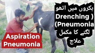 Drenching pneumonia in goats  Sheep  Symptoms and treatment  Animals Cattle  Vet Experts Dr Aziz [upl. by Brunn96]