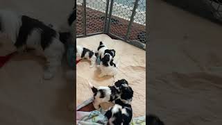 Havanese puppies playing [upl. by Ahsilet]